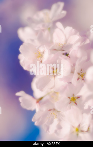 Spring Cherry Blossom Stock Photo