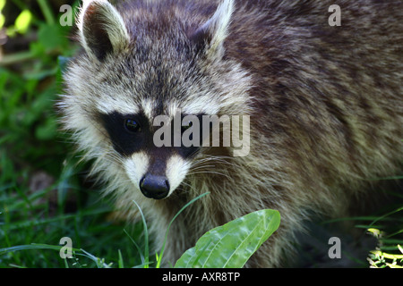 common raccoon - Procyon lotor