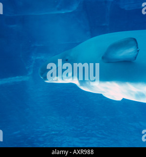 Beluga Whale (Delphinapterus leucas), Vancouver Aquarium, Stanley Park, Vancouver, BC, British Columbia, Canada Stock Photo