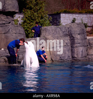 Trainer feeding Beluga Whale (Delphinapterus leucas) at the Vancouver Aquarium in Stanley Park Vancouver British Columbia Canada Stock Photo