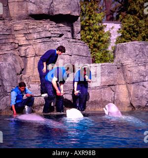 Trainers feeding Beluga Whales (Delphinapterus leucas) at Vancouver Aquarium in Stanley Park Vancouver British Columbia Canada Stock Photo