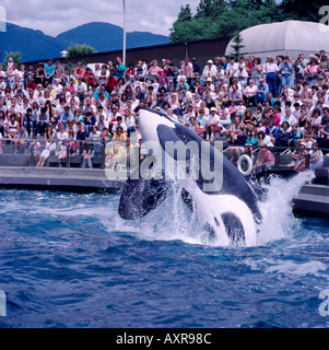 Killer Whale (Orcinus orca) performing at the Vancouver Aquarium in ...