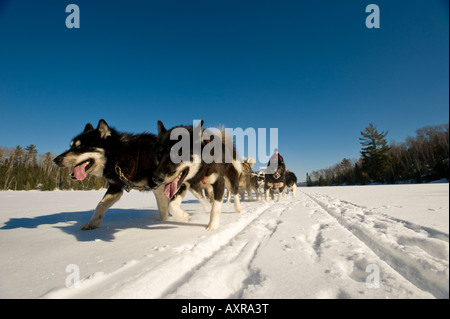 MUSHERS AND DOG TEAM MUSH THROUGH THE BOUNDARY WATERS CANOE AREA MINNESOTA Stock Photo