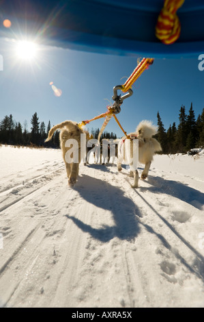 LOW ANGLE OF SLED DOGS PULLING DOGSLED BOUNDARY WATERS CANOE AREA MINNESOTA Stock Photo