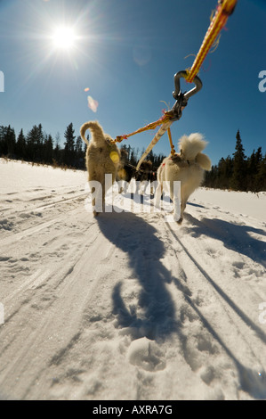 LOW ANGLE OF SLED DOGS PULLING DOGSLED BOUNDARY WATERS CANOE AREA MINNESOTA Stock Photo