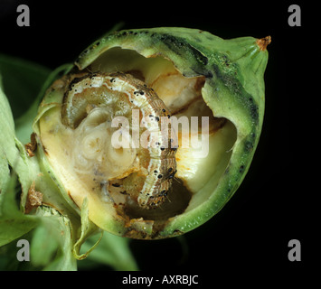 Tobacco budworm Chloridea virescens inside damaged cotton boll Stock Photo 