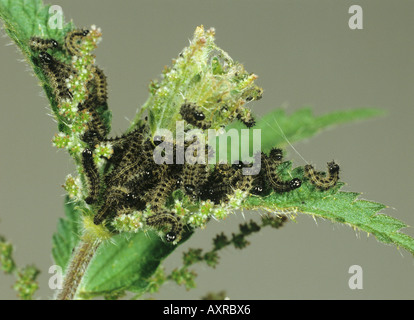 Peacock butterfly (Aglais io) young caterpillars on nettle leaves Stock Photo
