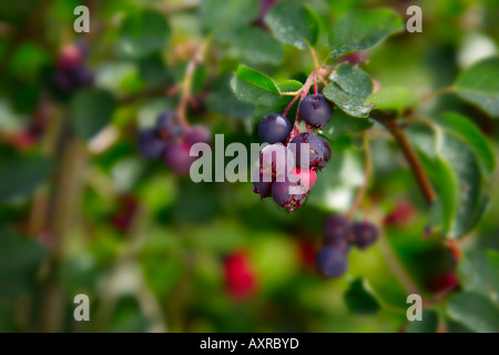 Berries on branches Stock Photo