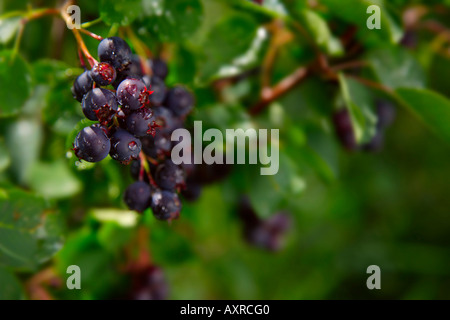 Berries on branches Stock Photo