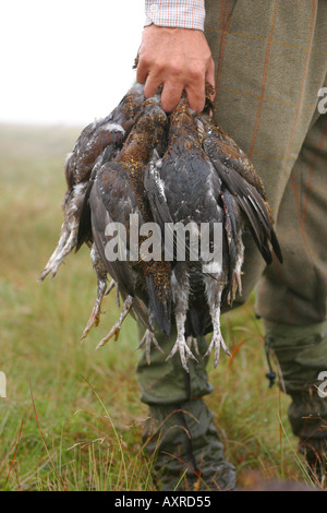 Head game keeper with grouse bagged on a day s shoot in Yorkshire Stock Photo