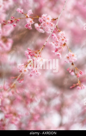 Spring Cherry Blossom Stock Photo