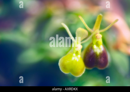 Epidendrum porpax var alba Stock Photo