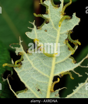 Numerous young lesser willow sawfly Nematus pavidus larvae on stripped willow leaf Stock Photo