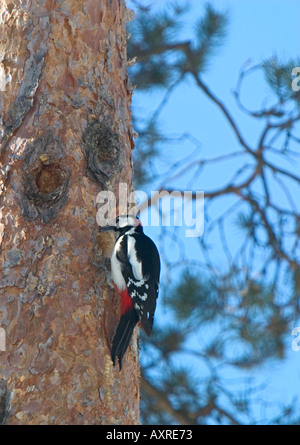 Great spotted woodpecker Picoides Major  , Finland