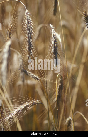 Wheat Stock Photo