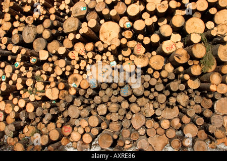 Close-up of a inventory spruce log pile with layers of old and new logs , Finland Stock Photo
