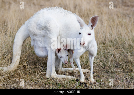 Albino kangaroo with joey in pouch Stock Photo