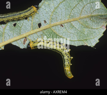 Lesser willow sawfly Nematus pavidus larvae on a willow leaf Stock Photo