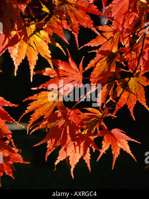 The stunning autumn colour's on the leaves of the trees at Westonbirt Arboretuma  collection of trees and shrubs  is the largest Stock Photo