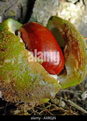 Conker, Lincolnshire, England Stock Photo