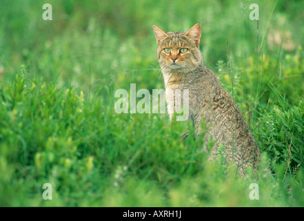 African Wild Cat Tanzania Stock Photo