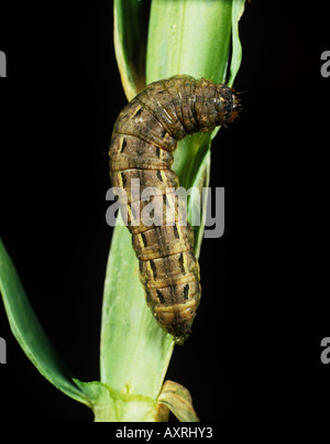 Large yellow underwing Noctua pronuba on a sweet pea Stock Photo