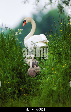 Mute swan (Cygnus olor). Parent bird and cygnets walking in tall grass Stock Photo