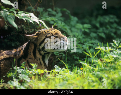 Clouded leopard / Neofelis nebulosa Stock Photo