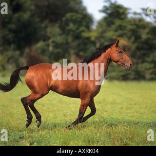 Dutch endotherm horse galloping on meadow Stock Photo