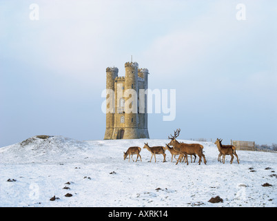 A  herd of deer walk past Broadway Tower in the snow, a folly built like a Castle high in the cotswolds Stock Photo