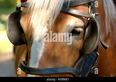 Horse with blinders Stock Photo