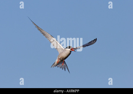 flußseeschwalbe flussseeschwalbe flusseeschwalbe sterna hirundo swallow Stock Photo