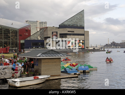 Paddle boats in Baltimore Inner Harbor and the National Aquarium Stock Photo