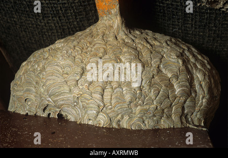 Common wasp Vespula vulgaris nest built again a a house roof timber Stock Photo