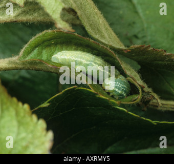 Winter moth Operophtera brumata caterpillar in an apple leaf roll Stock Photo