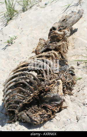 Carcass of a gray seal on a CapeCod beach. Stock Photo