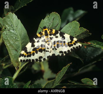 Magpie moth Abraxas grossulariata on a leaf Stock Photo