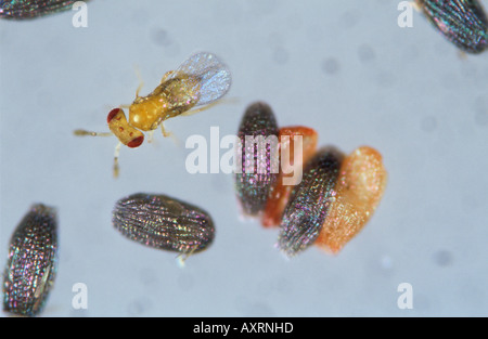 Parasitoid wasp Trichogramma sp on grain moth eggs Stock Photo