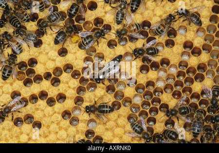 Honey bee Apis mellifera queen white spot and workers on hive brood cells Stock Photo