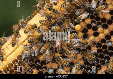 Honey Bee Apis mellifera queen and workers on brood cells from hive Stock Photo