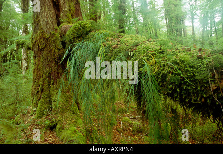 Podocarp Forest by Lake Gunn Fiordland National Park near Milford Sound Southland New Zealand Stock Photo