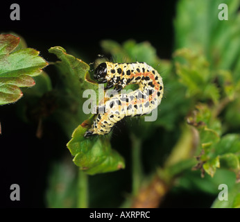 Magpie moth Abraxas grossulariata caterpillar on currant leaf Stock Photo