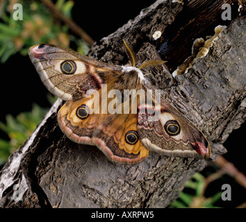 Emperor Moth (Saturnia pavonia) male moth resting on ling heather ...