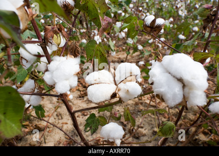 Cotton field ready for picking in central Georgia, USA Stock Photo