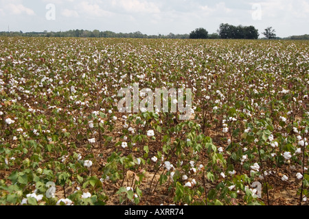 Cotton field ready for picking in central Georgia, USA Stock Photo