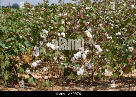 Cotton field ready for picking in central Georgia, USA Stock Photo