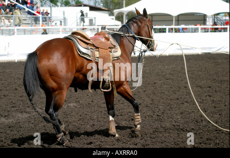 CALF ROPING; the well trained horse Stock Photo