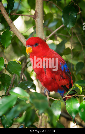 Red Lory at the Lowry Park Zoo Tampa FL USA Stock Photo