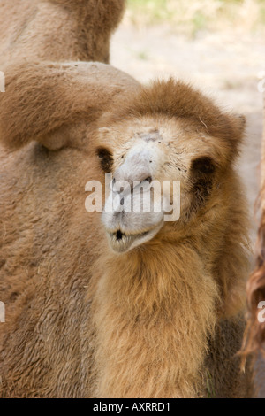 Bactrian Camel in captivity at Lowry Park Zoo in Tampa Florida USA Stock Photo