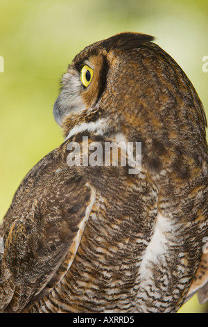 Great horned owl in captivity at Lowry Park Zoo in Tampa Florida USA Stock Photo